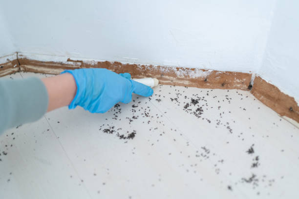 Best Wasp Removal Services  in Taft, FL